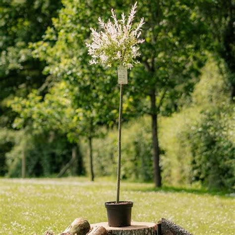 Buy 120-150cm Flamingo Willow | 4L Pot | Salix Integra 'Hakuro Nishiki ...