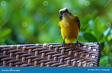 Great Kiskadee Yellow Costa Rican Bird Stock Photo - Image of brown, bichofeo: 106617814