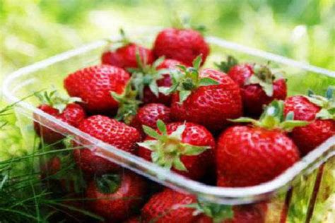 草莓什么时候种植最好？附种植方法 - 知乎
