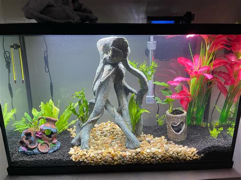 Stocking Ideas 30 Gallon Tank at Marvella Luce blog