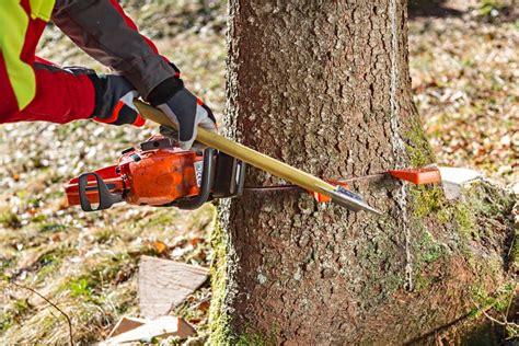 Image result for Chainsaw Tree Fall