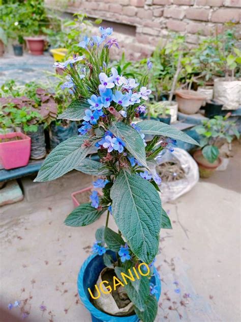 Gachwala Akarkara Plant (Anacyclus pyrethrum), Toothache Plant, Spanish ...