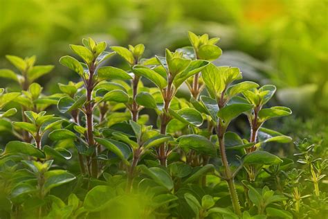Image result for Java Spring Framework
