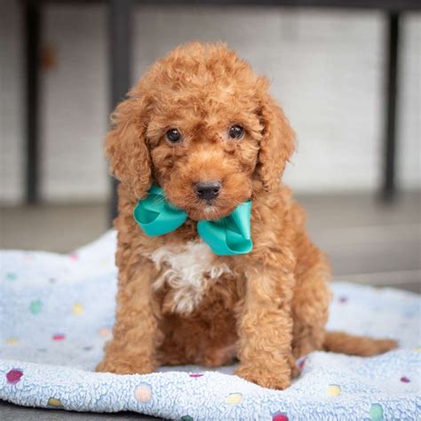 Image result for Cockapoo Dog Baby