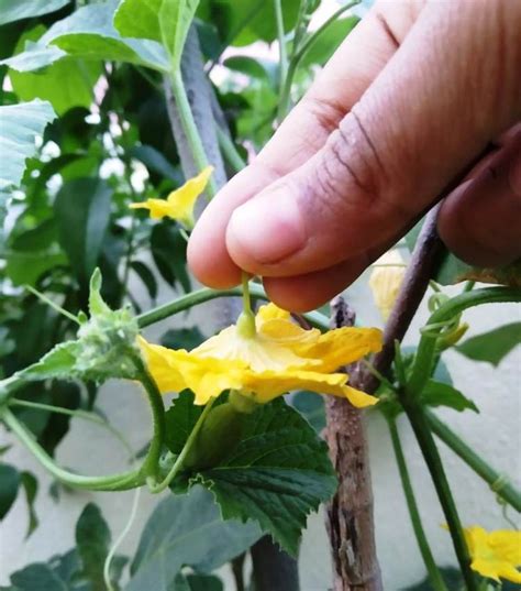 Are you worrying about your Gourd flowers doesn’t mature as big size ...