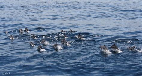 Yilan Whale Watching + Qingshui Geothermal One Day Tour (Departing from ...