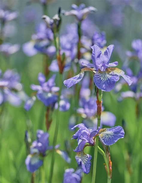 Summer Iris | Dallas Dhu, Moray, Scotland | Transient Light