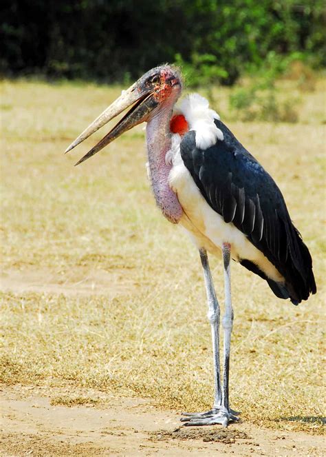 39 Marabou Stork Facts - The Bird of Nightmares | JustBirding