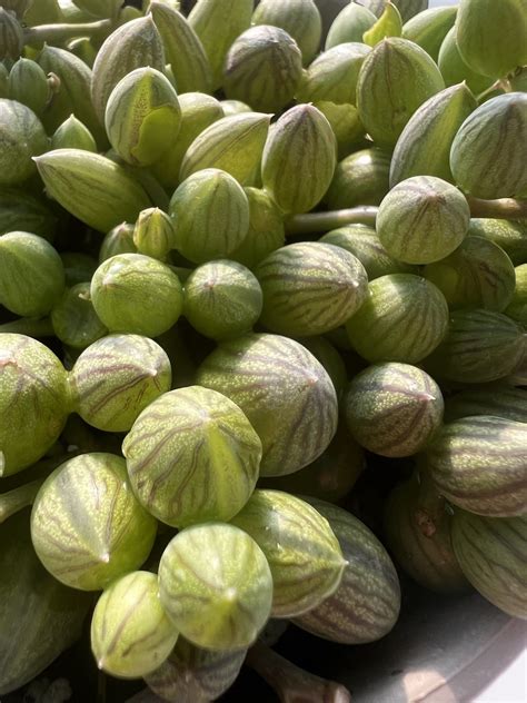 Senecio Herreianus ‘String of watermelons’ 🍉😋 - Suculentitis.com