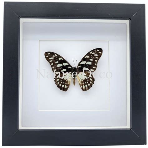 Graphium Leonidas in luxe 3D lijst 17 x 17 cm - Nature Deco