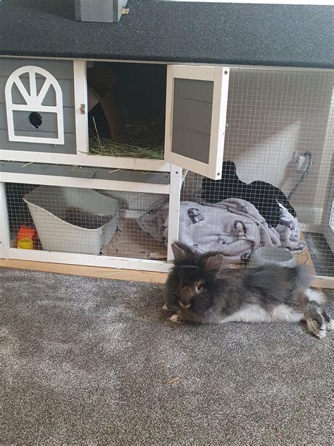 Meet Thunder, lion head who looks innocent but is the most mischievous ...