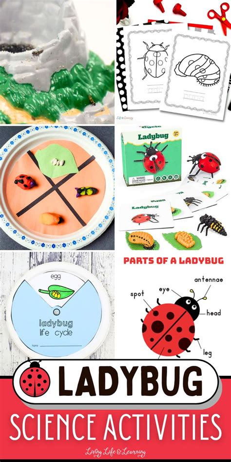 Image result for Ladybug Science