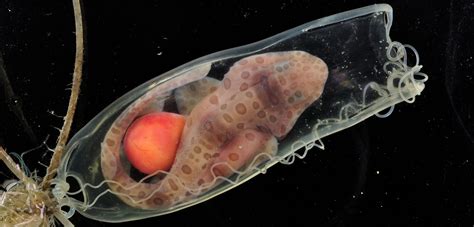 Zebra Shark Eggs