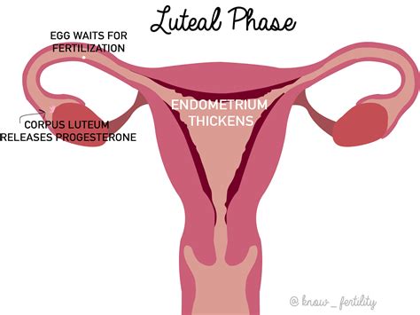 BIG HUG LITTLE KISS: Your Menstrual Cycle, Explained