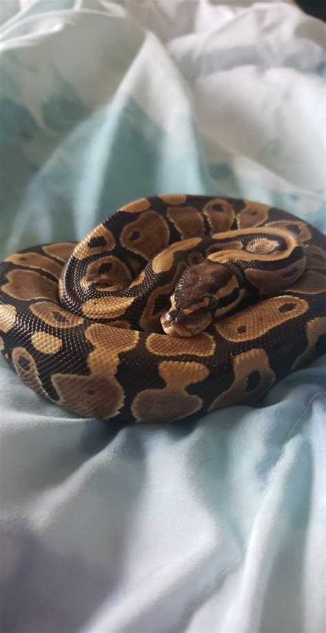 Image result for My First Ball Python