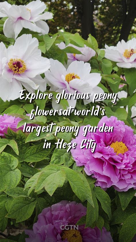 Explore glorious peonies at world's largest peony garden in Heze City ...