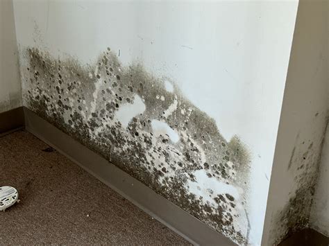 Image result for Mold Testing MA