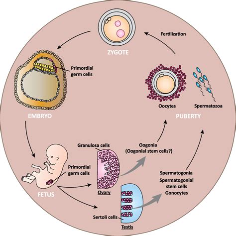 Image result for Germ Line Development