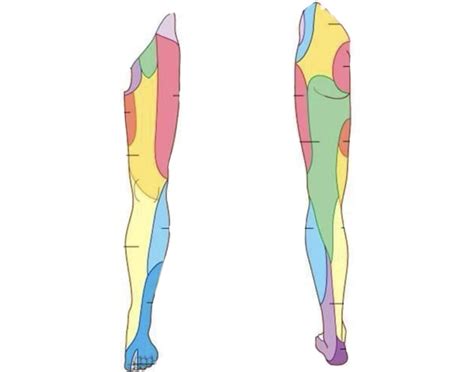 Peripheral Nerve Distribution 的图像结果