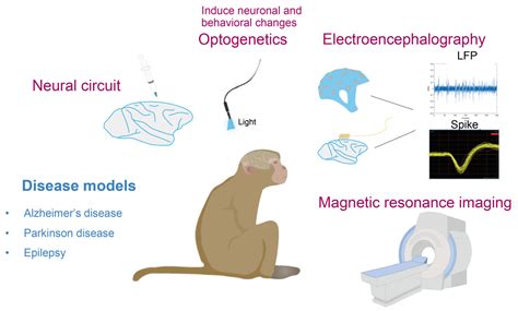 Update on Nonhuman Primate Models of Brain Disease and Related Research ...