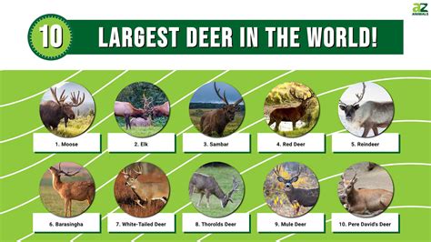 The 10 Largest Deer in the World - A-Z Animals
