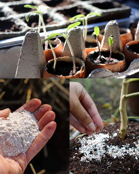 **Why Your Tomatoes Need Eggshells🍅🍅🍅** Eggshells are a secret weapon in the garden, especially ...