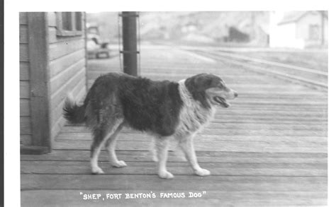 Shep, Fort Benton's Famous Dog