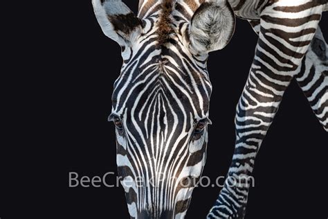 Zebra Face Patterns Portrait
