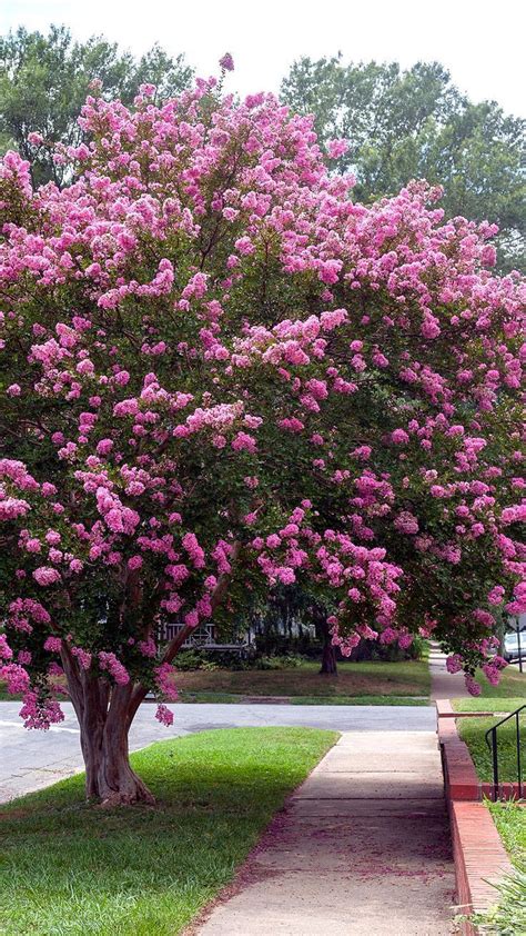 Cherry Tree 的图像结果