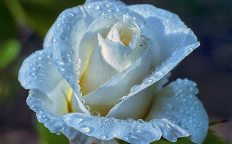 Light Blue Rose Wallpaper