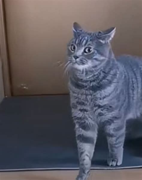 Image result for Side Eye Meme Backyardigans