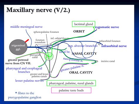 trigeminal nerve.ppt