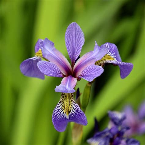 Buy Blue Flag Iris Plants | Iris versicolor | Free Shipping Over $129