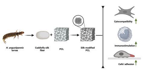 Caddisfly Silk-Polycaprolactone Foams: Physicochemical and Biological ...
