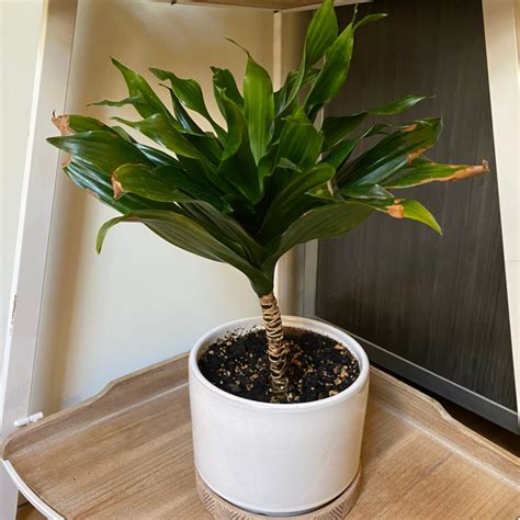 Black Spots on My Dracaena 'Janet Craig Compacta' Leaves