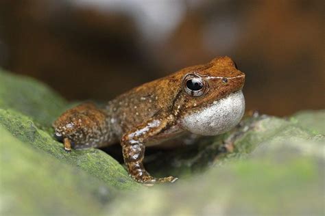 Large share of India’s threatened endemic species in Kerala, Tamil Nadu ...