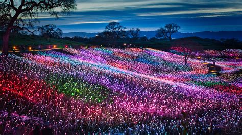 Light at Sensorio 2026-2027 in California - Rove.me