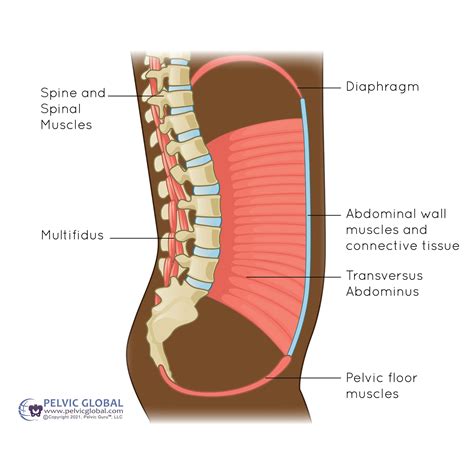 What is pelvic floor physical therapy? — Flourish Physical Therapy