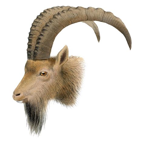 Steinbock Tier Bilder - Kostenloser Download auf Freepik