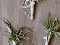 Air Plants Arrangements 的图像结果