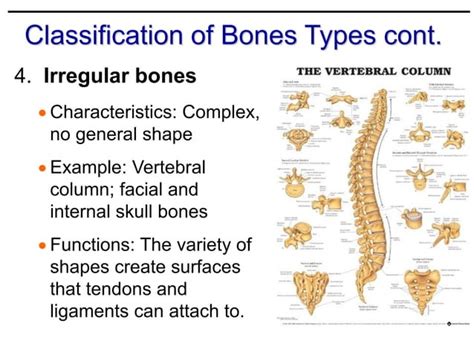 Image result for Human Bones Classification and Exaplain There Functions
