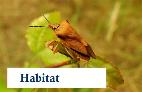 Image result for Habitat Example