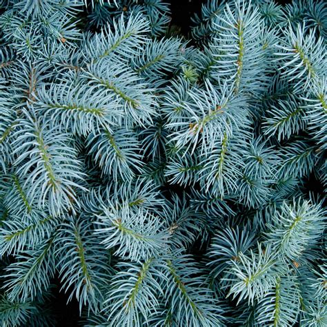 Colorado Blue Spruce | The Sill