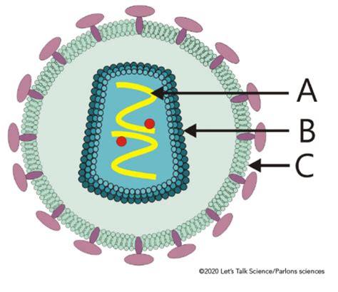 Basic Virus Structure 的图像结果