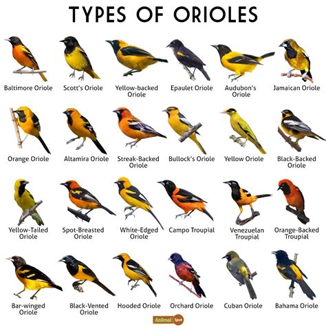 Oriole (New World) - Facts, Types, Diet, Reproduction, Classification ...