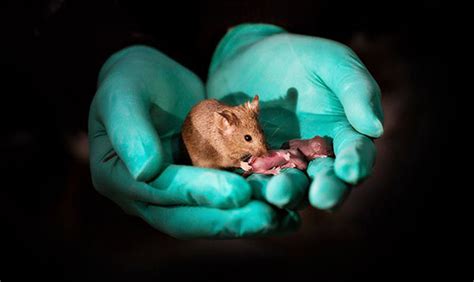 同性父母生殖的健康小鼠有了自己的幼崽--中国数字科技馆