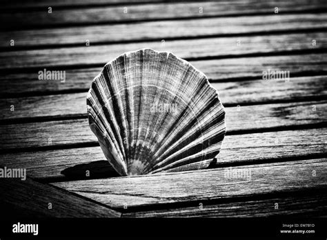 Image result for Scallop Shell Inside