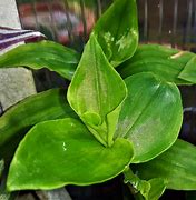 Image result for Wandering Jew Plant Indoor Care