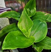 Image result for Best Place to Plant Wandering Jew