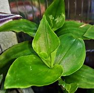Image result for Wandering Jew Plant with Fern